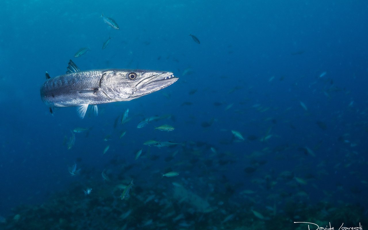 Обои море, рыбы, океан, рыба, подводный мир, davide lopresti, sea, fish, the ocean, underwater world разрешение 2000x1333 Загрузить