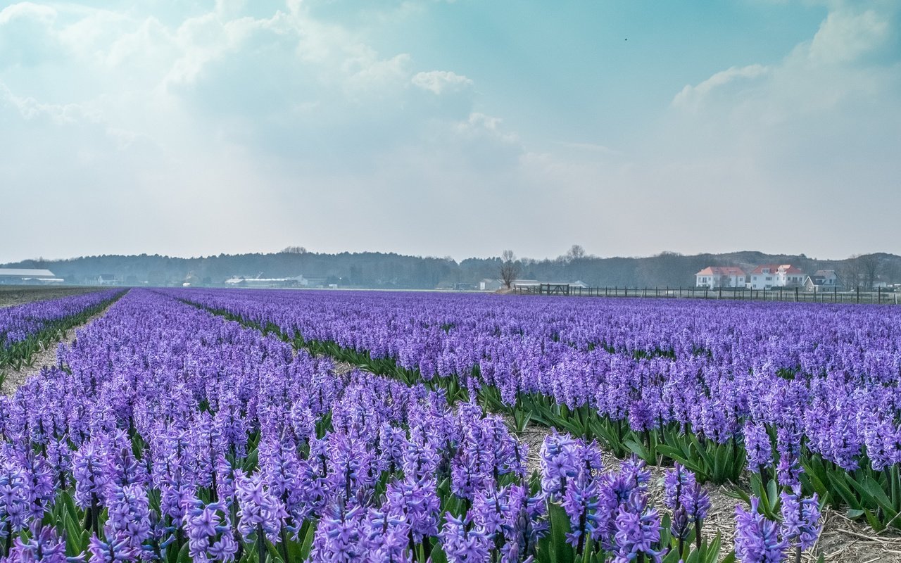 Обои цветы, поле, дома, голландия, гиацинты, flowers, field, home, holland, hyacinths разрешение 4153x2179 Загрузить