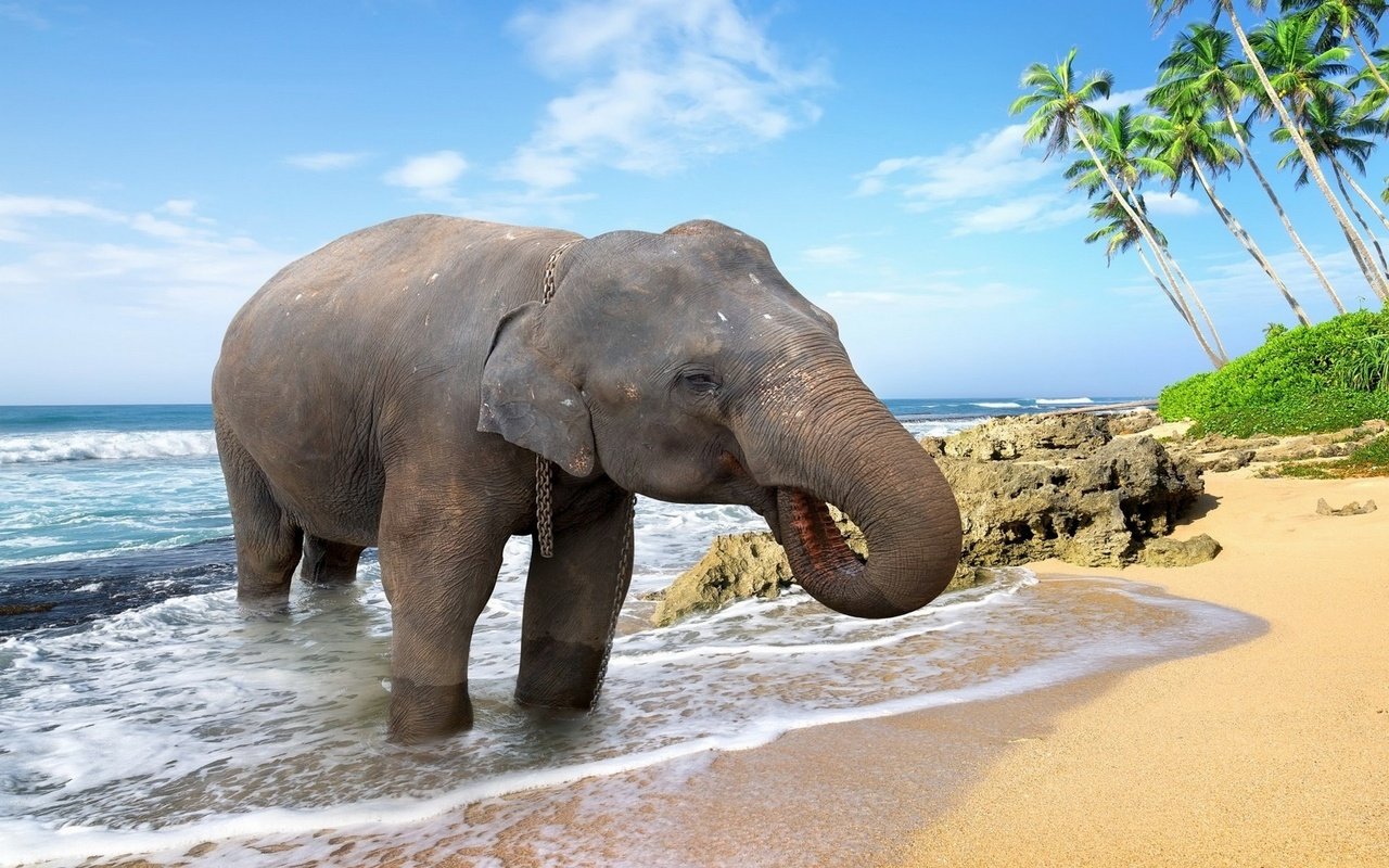 Обои море, животные, песок, пляж, слон, пальмы, купание, sea, animals, sand, beach, elephant, palm trees, bathing разрешение 1920x1200 Загрузить