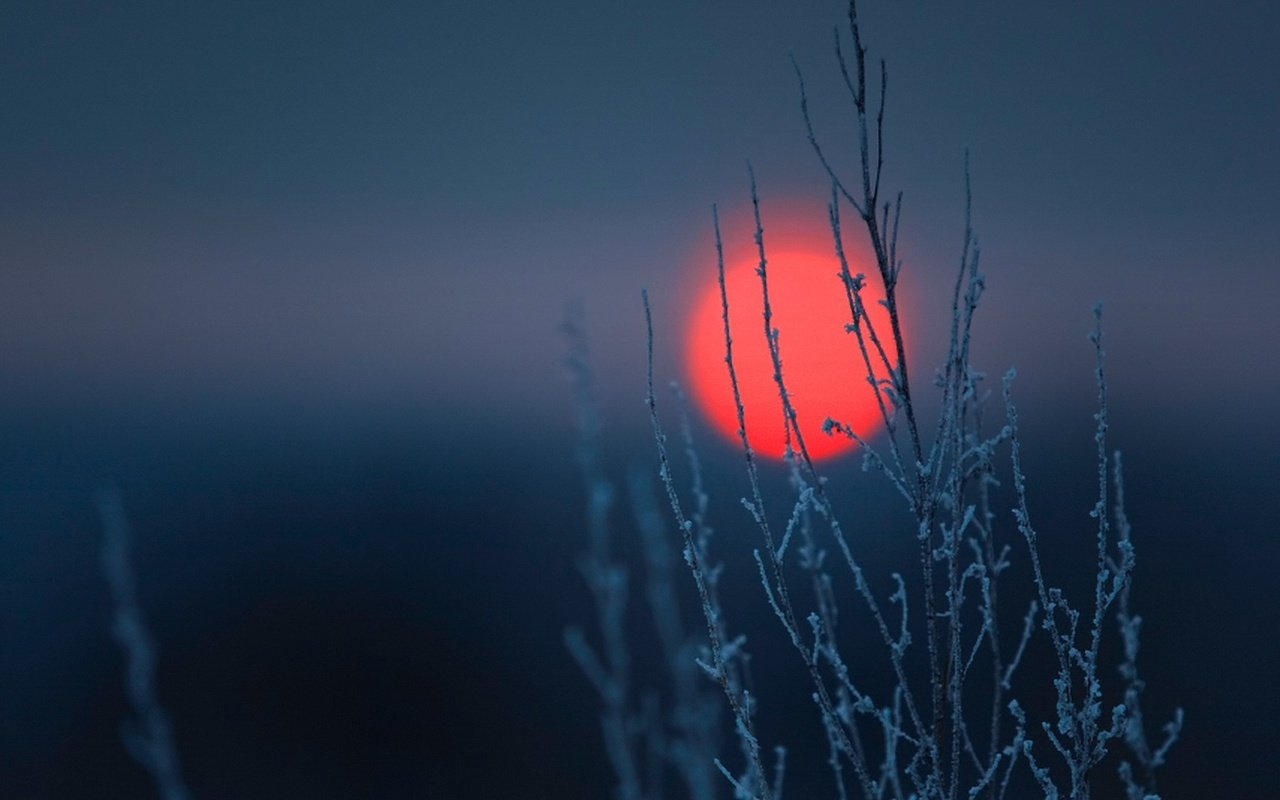 Обои небо, солнце, природа, закат, стебли, растение, the sky, the sun, nature, sunset, stems, plant разрешение 1920x1080 Загрузить