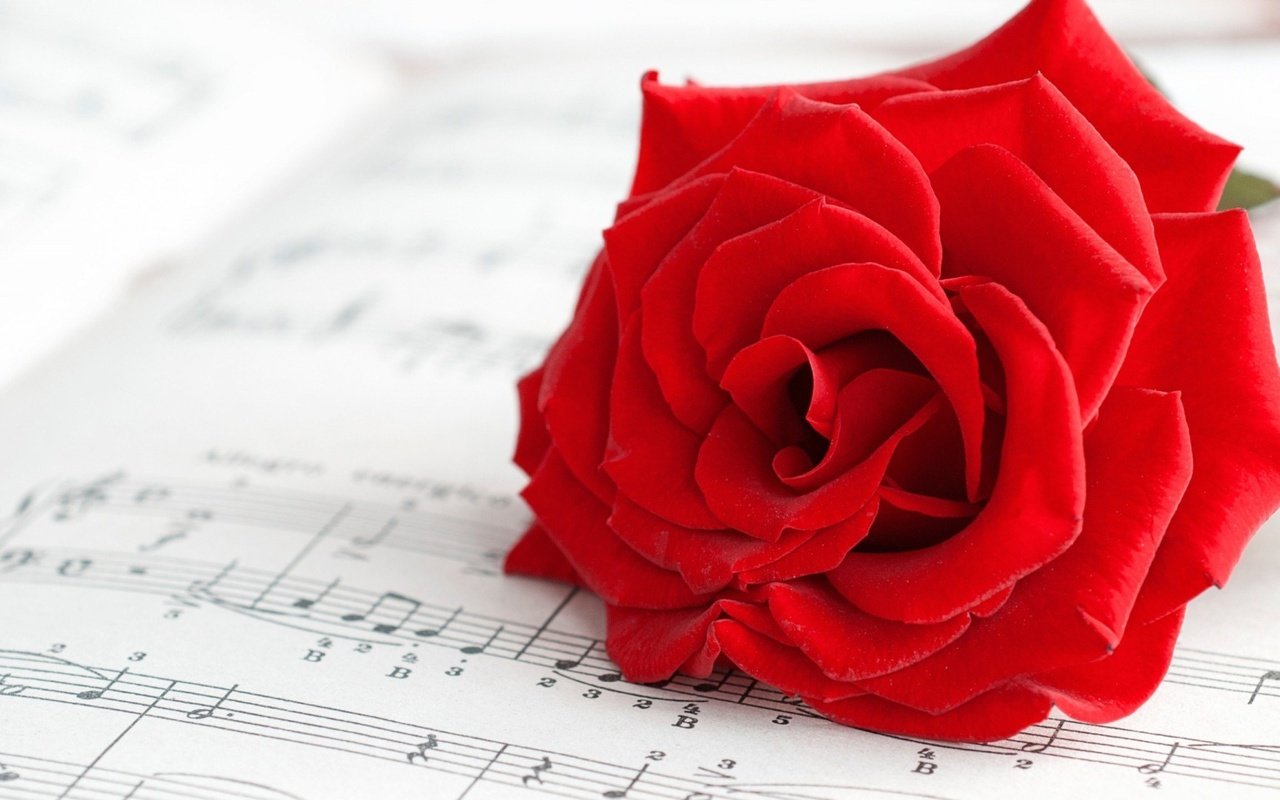 Обои цветок, ноты, роза, лепестки, алая роза, flower, notes, rose, petals, scarlet rose разрешение 1920x1080 Загрузить