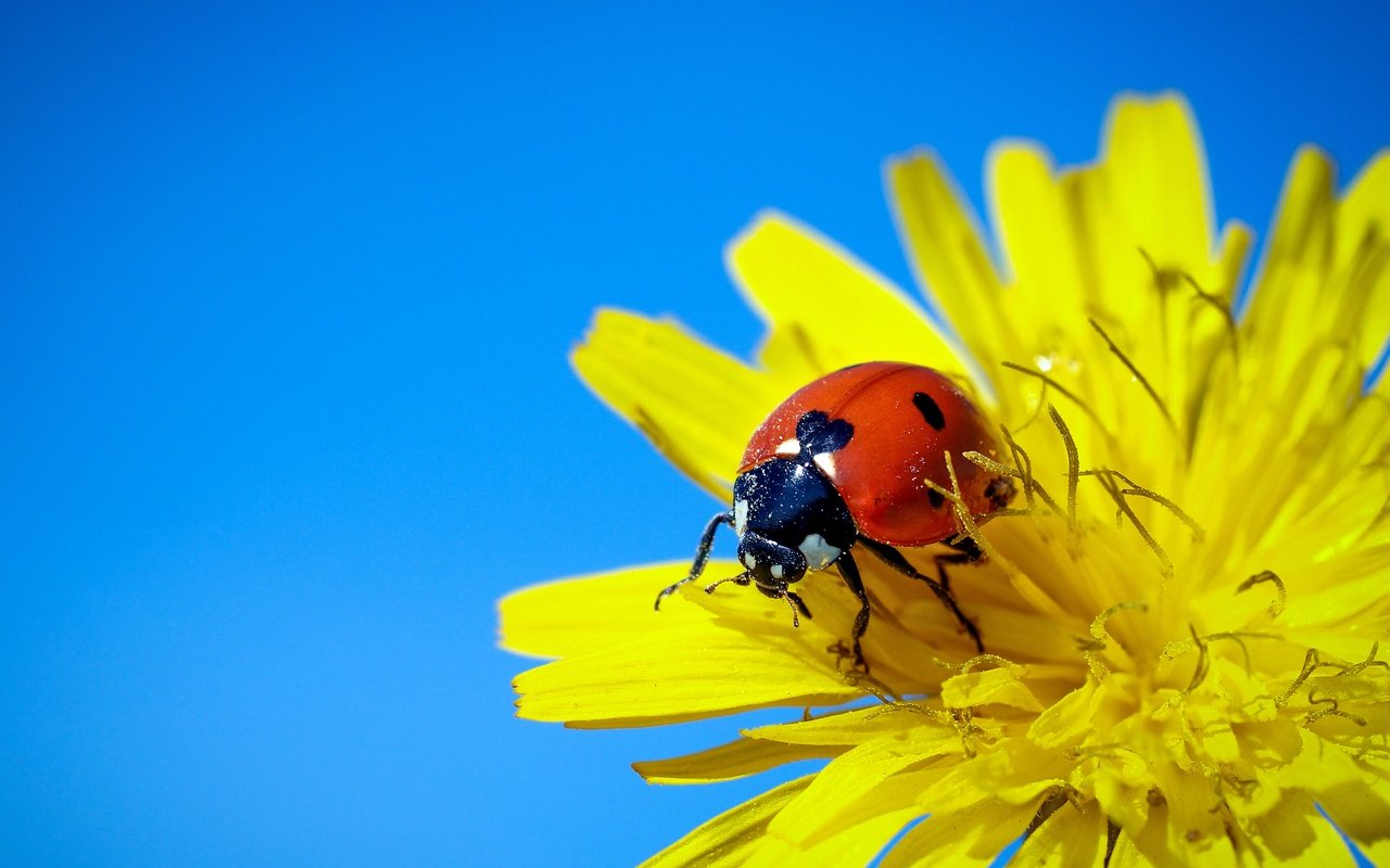 Обои небо, жук, макро, насекомое, фон, цветок, божья коровка, одуванчик, the sky, beetle, macro, insect, background, flower, ladybug, dandelion разрешение 4061x3046 Загрузить