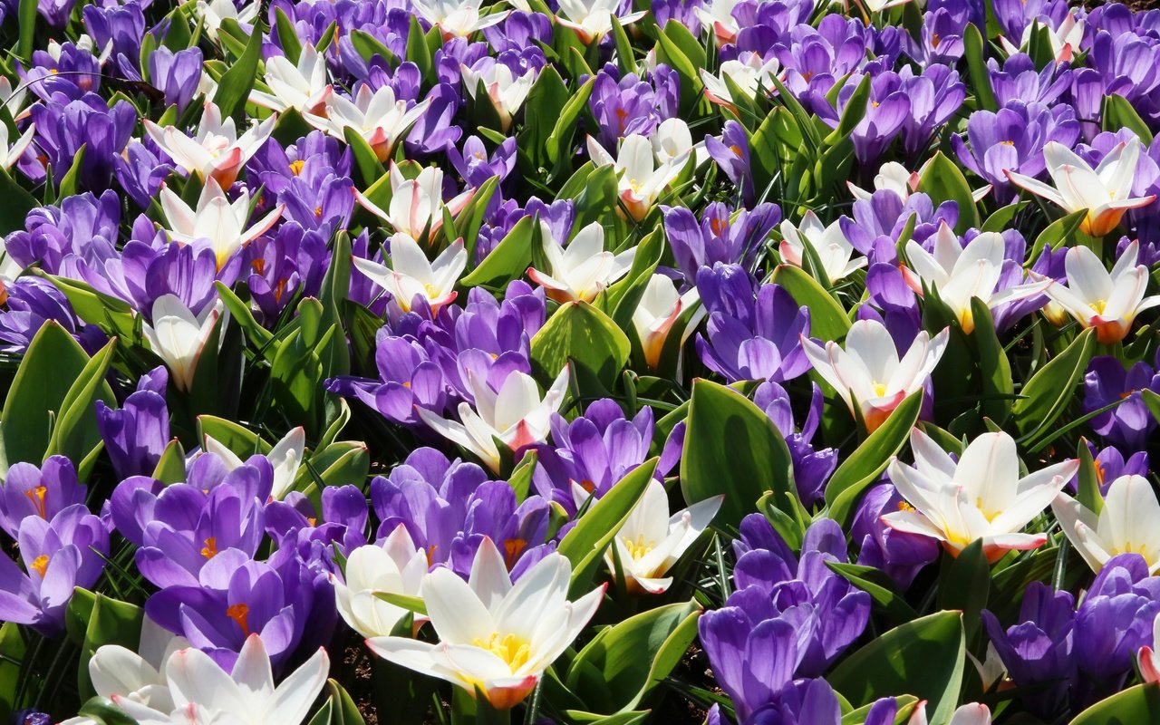 Обои цветы, лепестки, весна, белые, фиолетовые, крокусы, flowers, petals, spring, white, purple, crocuses разрешение 3600x2400 Загрузить
