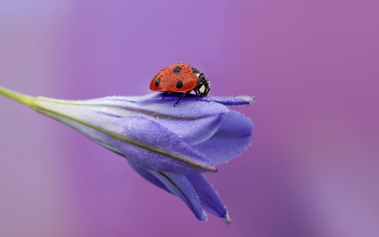 Обои жук, макро, насекомое, цветок, роса, божья коровка, бутон, beetle, macro, insect, flower, rosa, ladybug, bud разрешение 3000x2000 Загрузить