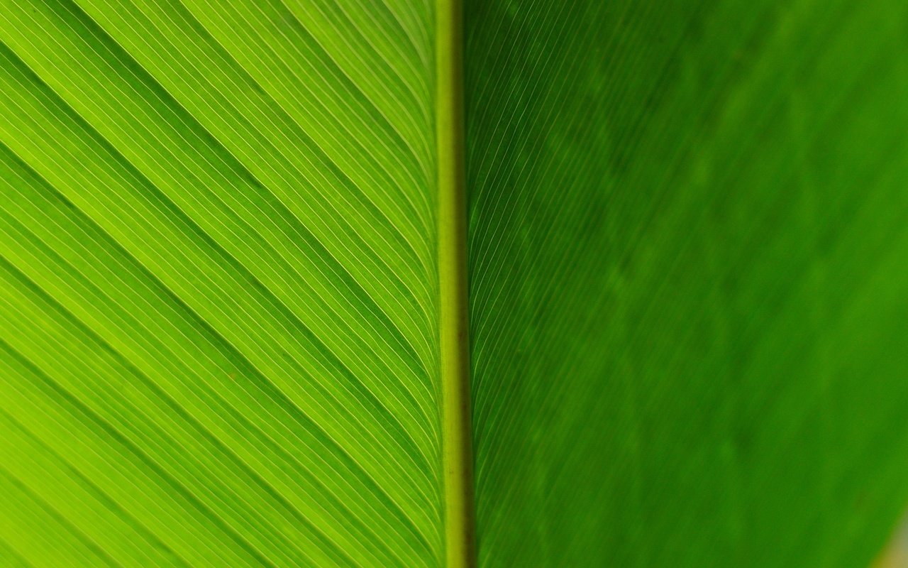 Обои текстура, цвет, лист, прожилки, зеленый лист, texture, color, sheet, veins, green leaf разрешение 1920x1276 Загрузить