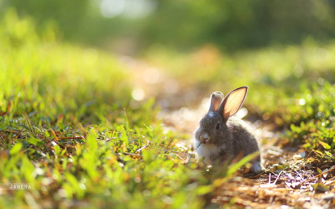 Обои трава, природа, ушки, кролик, заяц, зайчик, grass, nature, ears, rabbit, hare, bunny разрешение 2560x1600 Загрузить