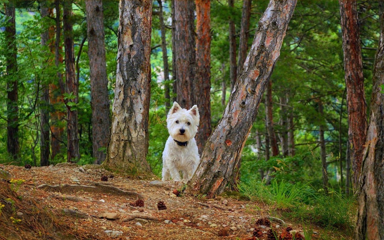 Обои собака, вест-хайленд-уайт-терьер, dog, the west highland white terrier разрешение 3002x1828 Загрузить