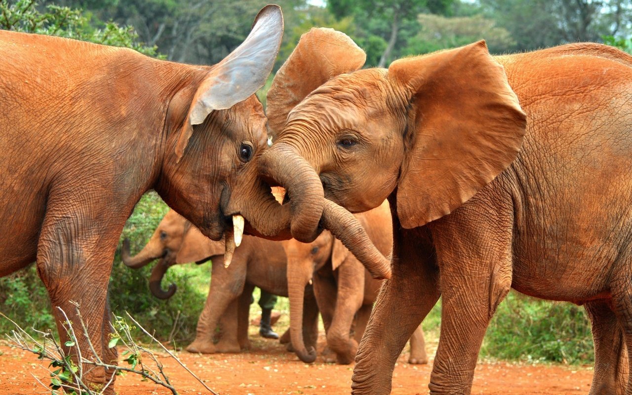 Обои природа, африка, слоны, стадо, хобот, слонята, слоняа, nature, africa, elephants, the herd, trunk, sanaa разрешение 1920x1200 Загрузить