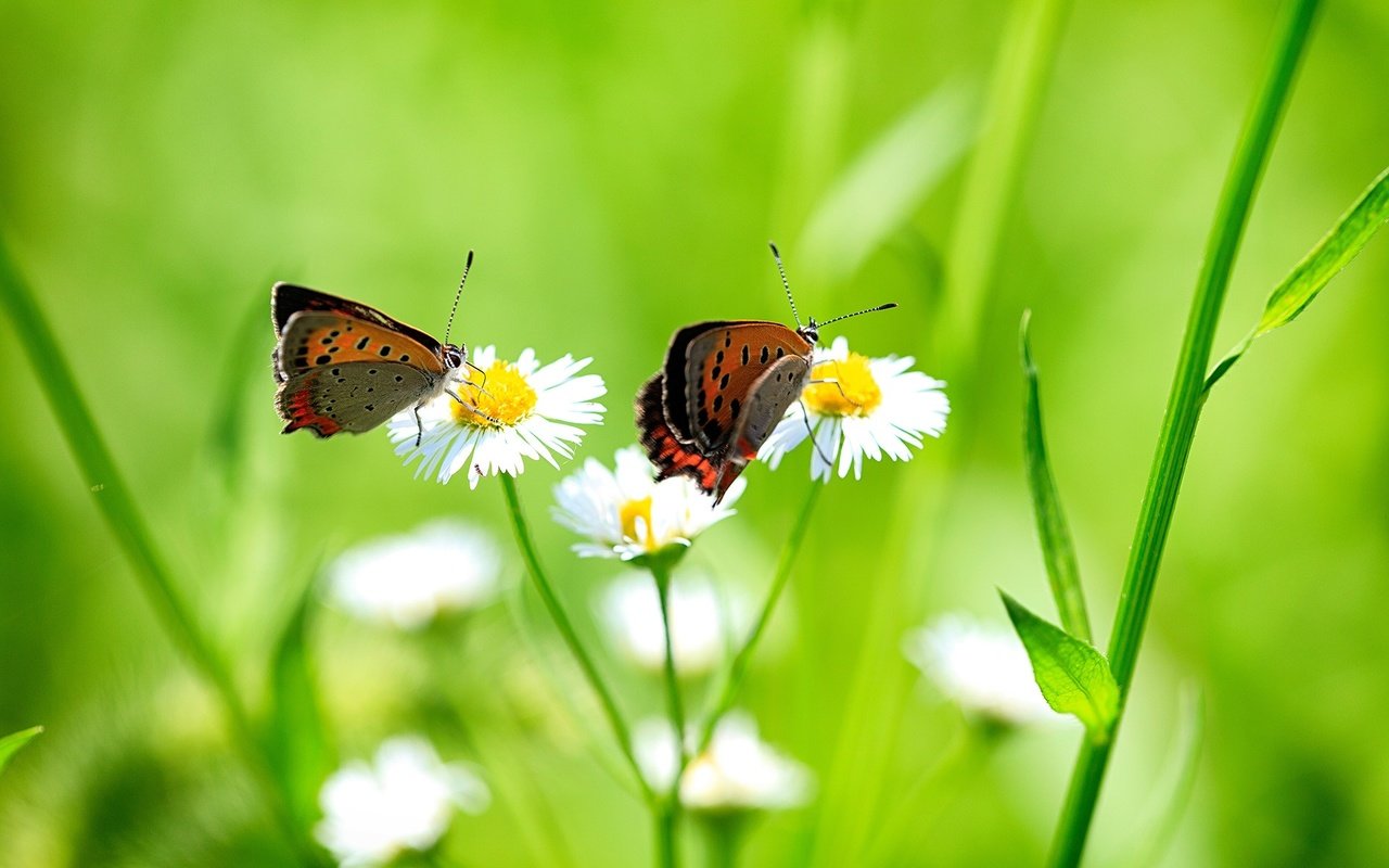 Обои цветы, трава, крылья, насекомые, ромашки, бабочки, flowers, grass, wings, insects, chamomile, butterfly разрешение 1920x1200 Загрузить