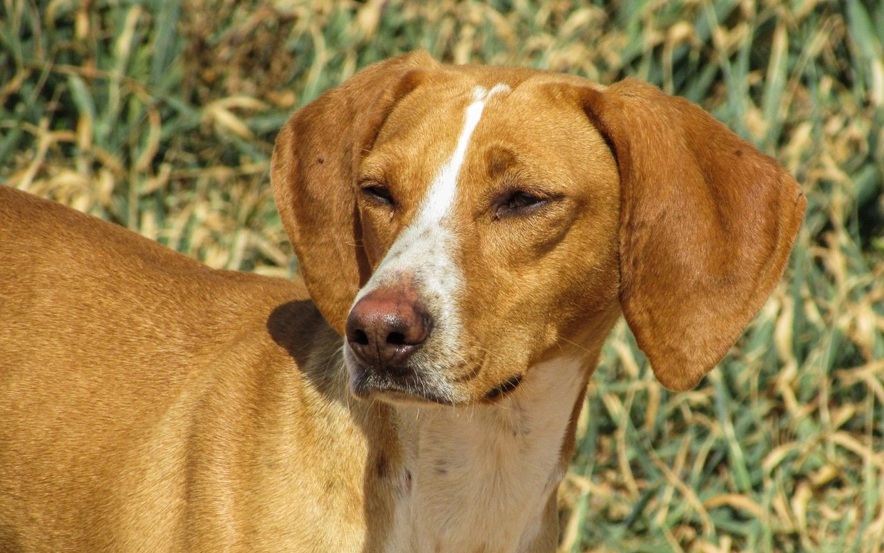 Обои глаза, трава, взгляд, собака, венгерская выжла, eyes, grass, look, dog, vizsla разрешение 4608x2592 Загрузить