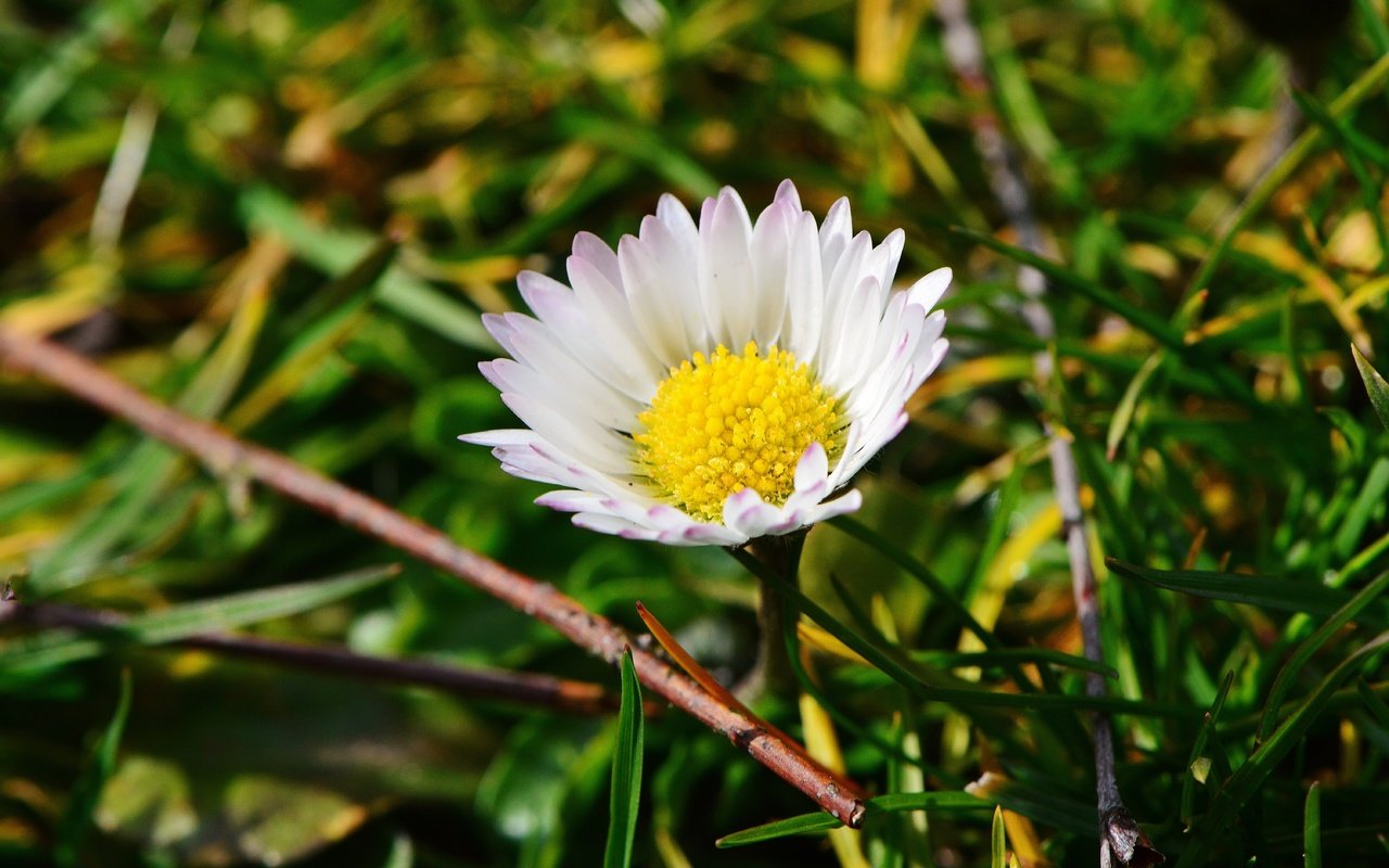 Обои трава, макро, цветок, лепестки, ромашка, луг, grass, macro, flower, petals, daisy, meadow разрешение 6016x4000 Загрузить