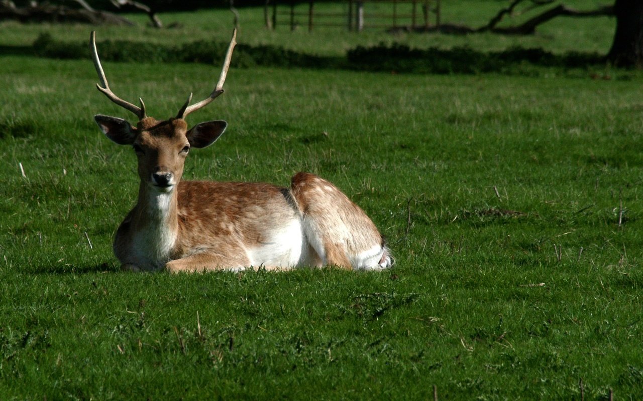 Обои трава, олень, парк, рога, белохвостый олень, grass, deer, park, horns, white-tailed deer разрешение 1920x1335 Загрузить