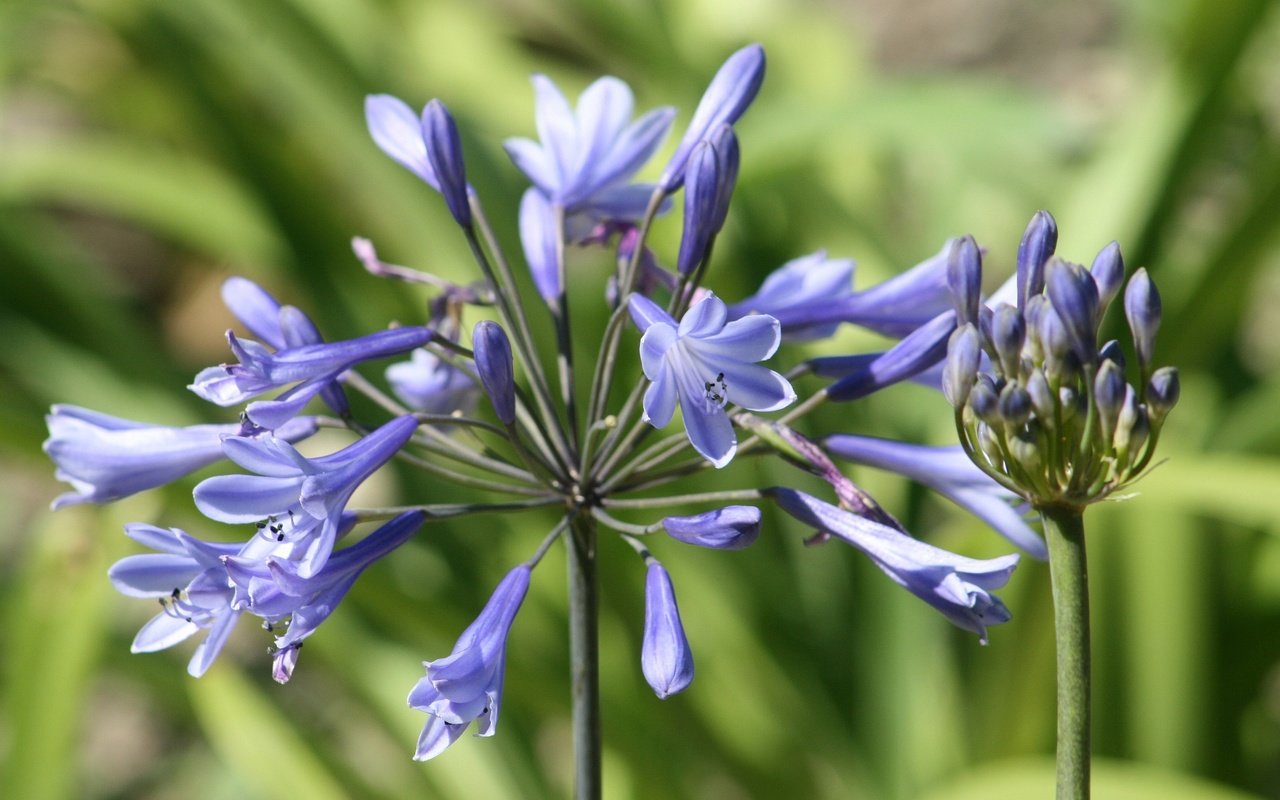 Обои синий, цветок, лепестки, стебли, растение, крупным планом, агапантус, blue, flower, petals, stems, plant, closeup, agapanthus разрешение 2816x1880 Загрузить