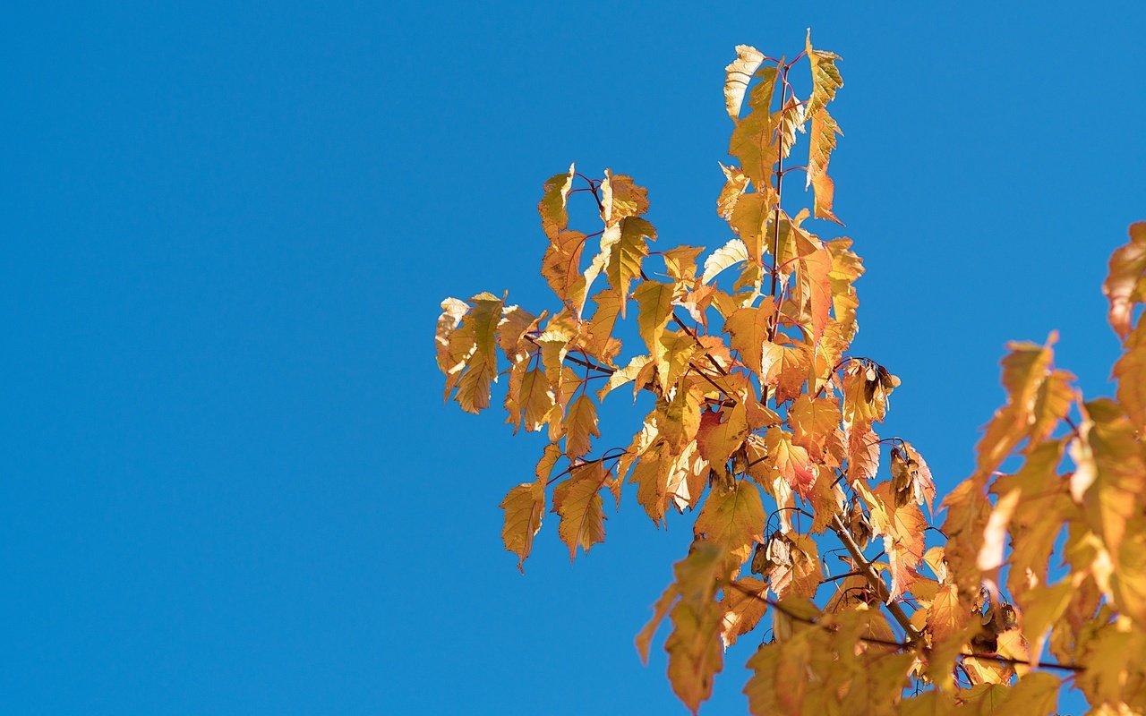 Обои небо, природа, дерево, листья, ветки, листва, осень, the sky, nature, tree, leaves, branches, foliage, autumn разрешение 4000x2667 Загрузить