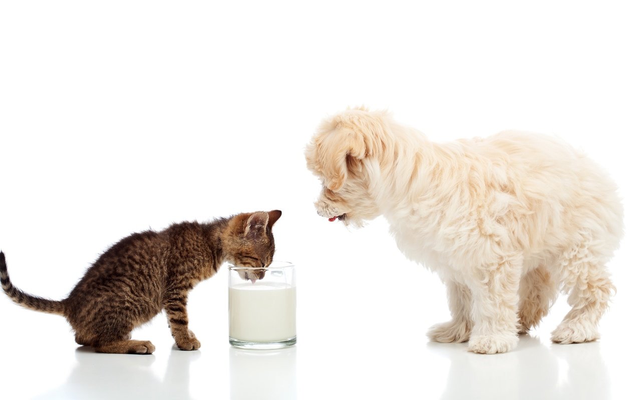 Обои мальтийская болонка, кошка, мальтезе, котенок, собака, щенок, белый фон, стакан, молоко, болонка, maltese, cat, kitty, dog, puppy, white background, glass, milk, lapdog разрешение 5616x3392 Загрузить