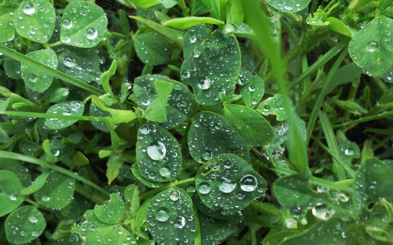 Обои трава, растения, листья, капли, дождь, grass, plants, leaves, drops, rain разрешение 4033x3025 Загрузить