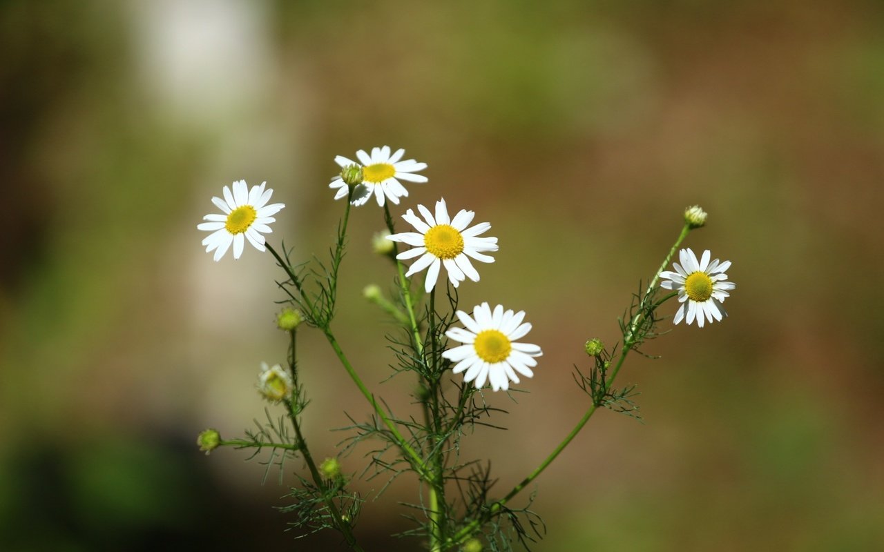 Обои цветы, фон, лето, размытость, ромашки, белые, flowers, background, summer, blur, chamomile, white разрешение 1920x1280 Загрузить