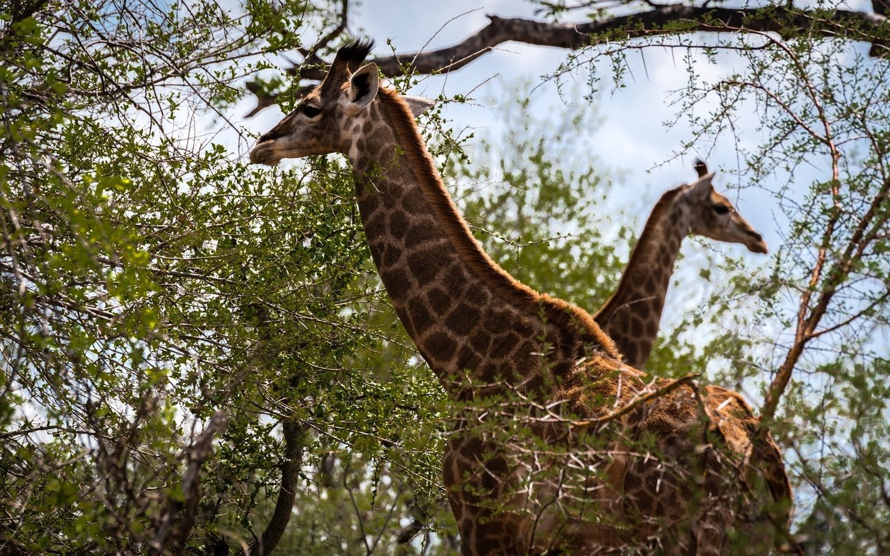 Обои жирафы, животные, шея, ветви, листва, пятна, пара, двое, окрас, жираф, giraffes, animals, neck, branch, foliage, spot, pair, two, color, giraffe разрешение 2560x1600 Загрузить