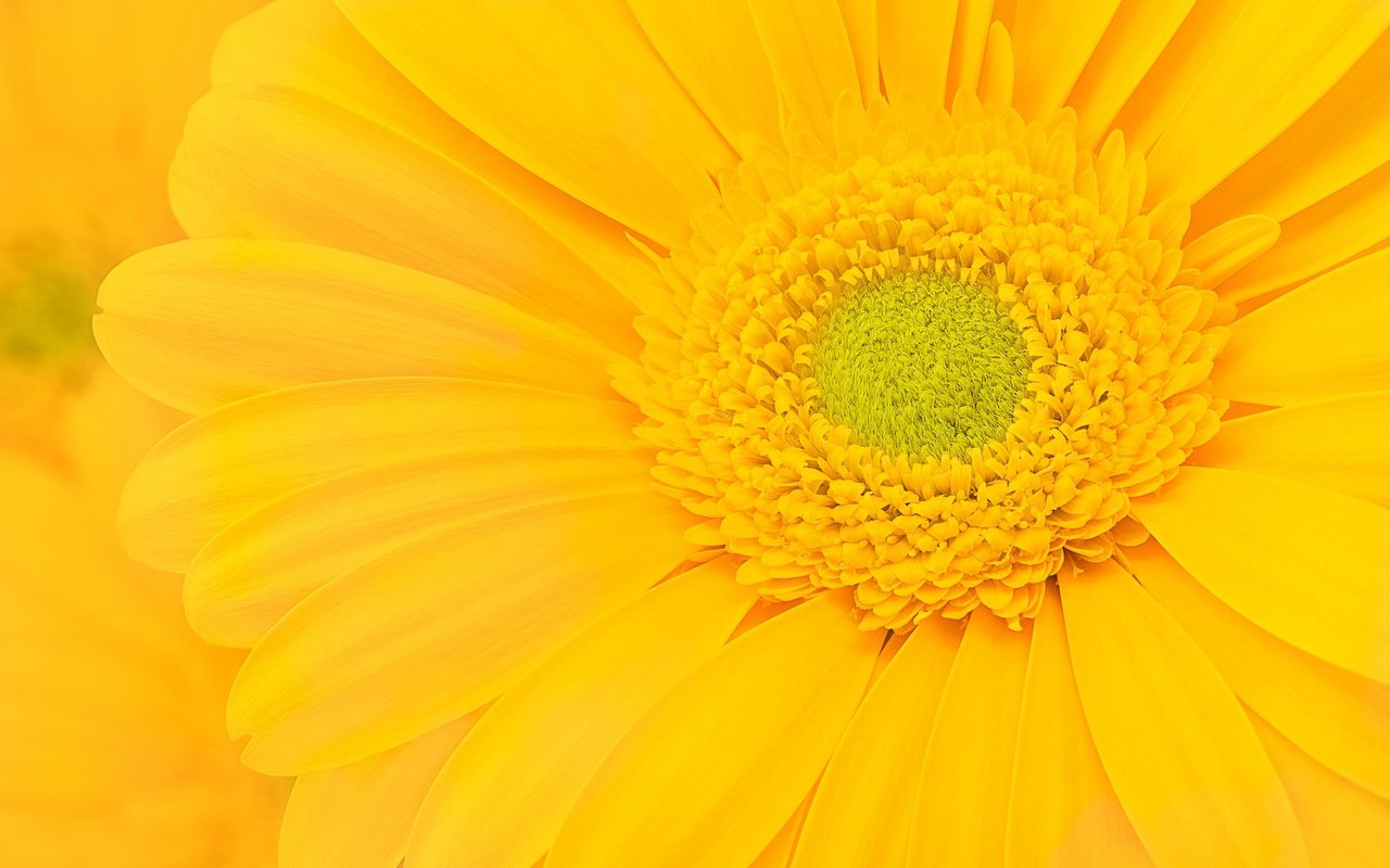 Обои желтый, макро, цветок, лепестки, гербера, yellow, macro, flower, petals, gerbera разрешение 2048x1394 Загрузить