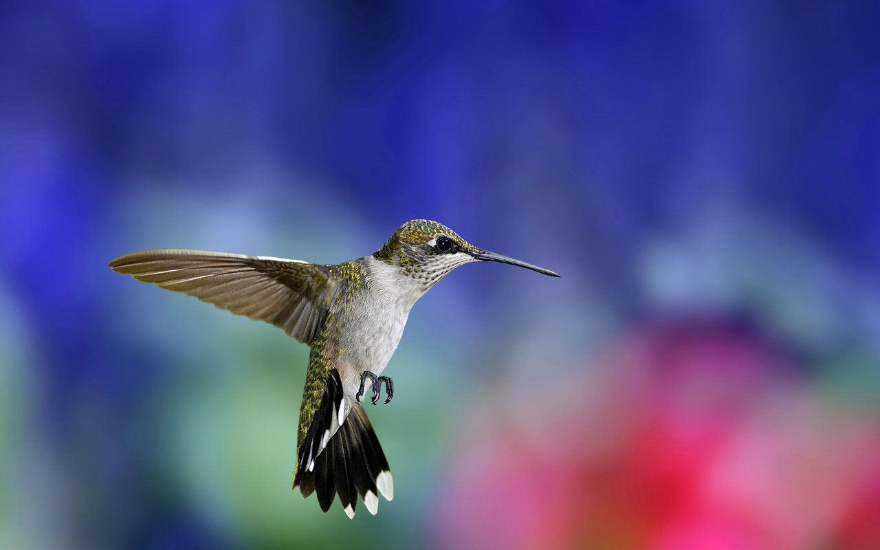 Обои фон, крылья, размытость, птица, клюв, перья, колибри, background, wings, blur, bird, beak, feathers, hummingbird разрешение 2759x1624 Загрузить