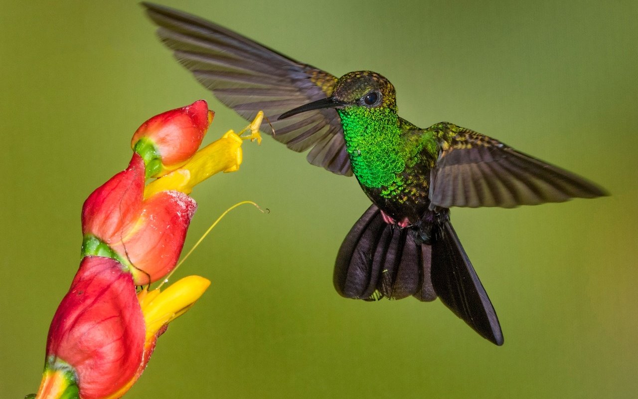 Обои цветок, крылья, птица, клюв, колибри, колибри-халибура, flower, wings, bird, beak, hummingbird, hummingbird-chalybura разрешение 2048x1307 Загрузить