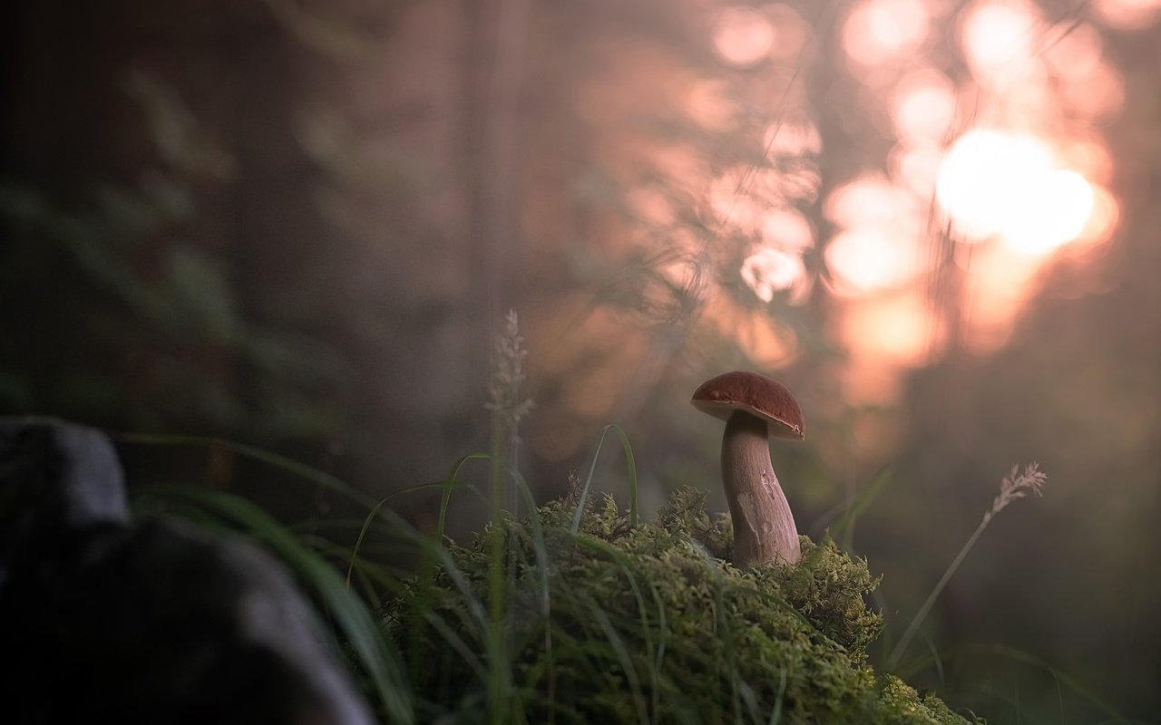 Обои трава, лес, туман, размытость, гриб, grass, forest, fog, blur, mushroom разрешение 2560x1774 Загрузить