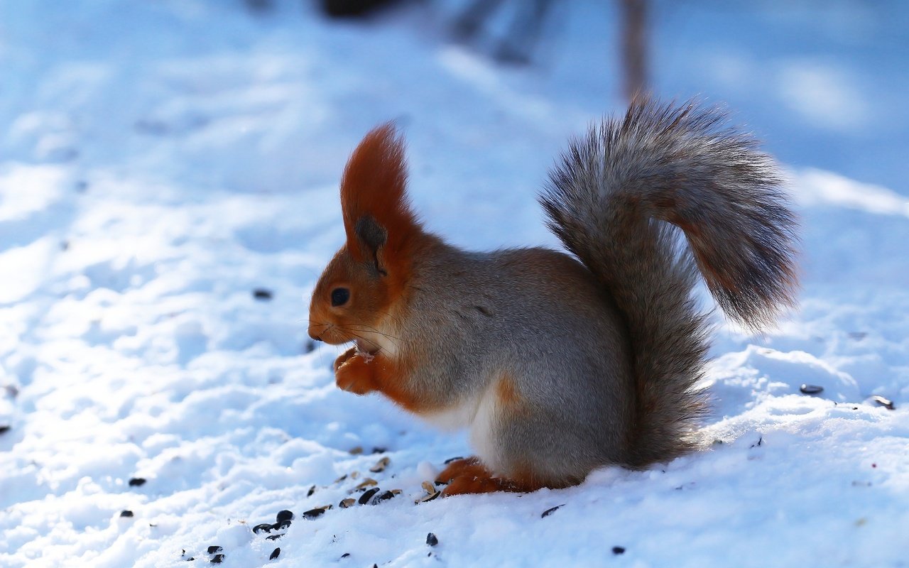 Обои снег, лес, зима, белка, зверек, семечки, белочка, грызун, snow, forest, winter, protein, animal, seeds, squirrel, rodent разрешение 1920x1280 Загрузить