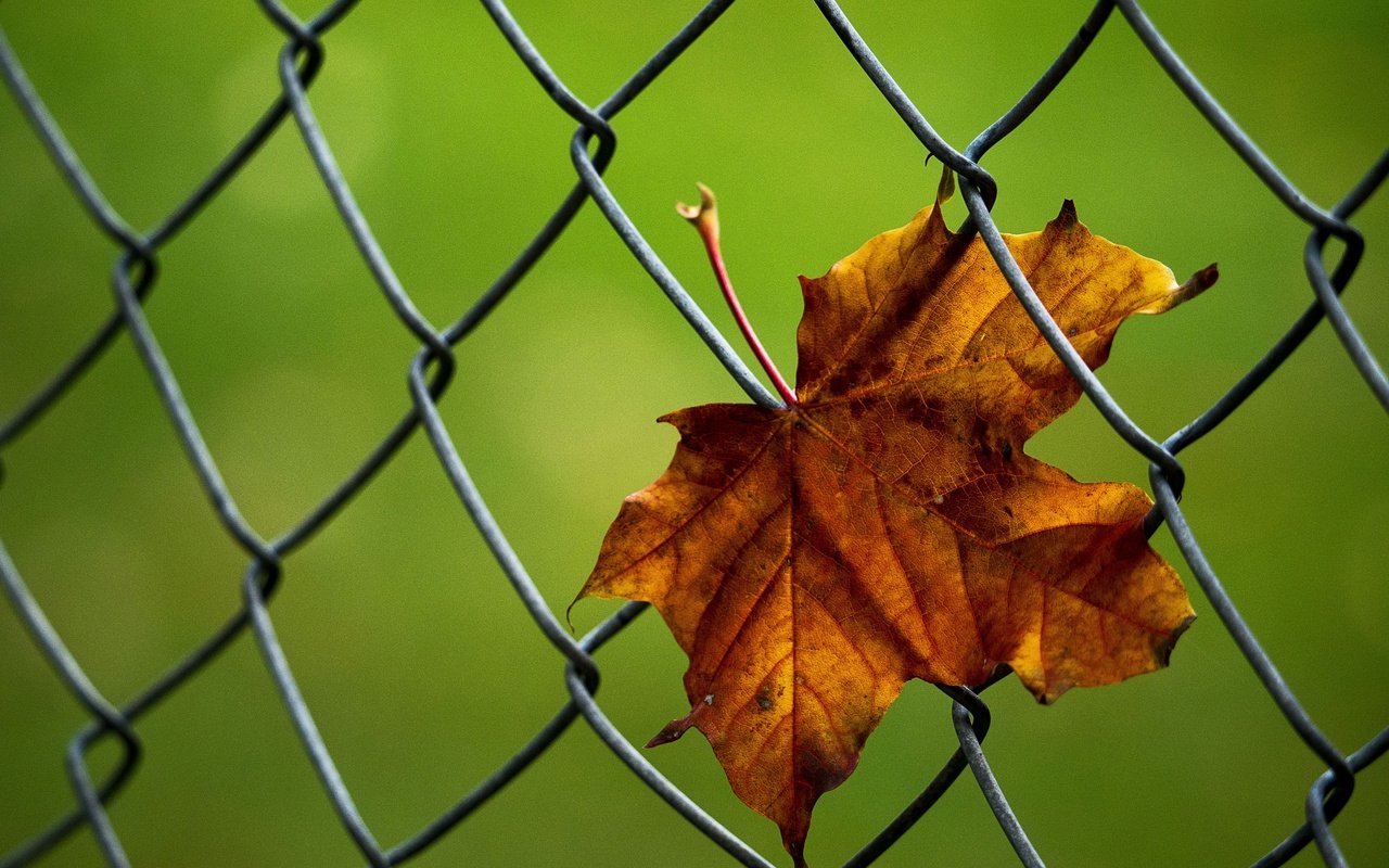 Обои макро, осень, лист, сетка, кленовый лист, рабица, macro, autumn, sheet, mesh, maple leaf, netting разрешение 3800x2712 Загрузить