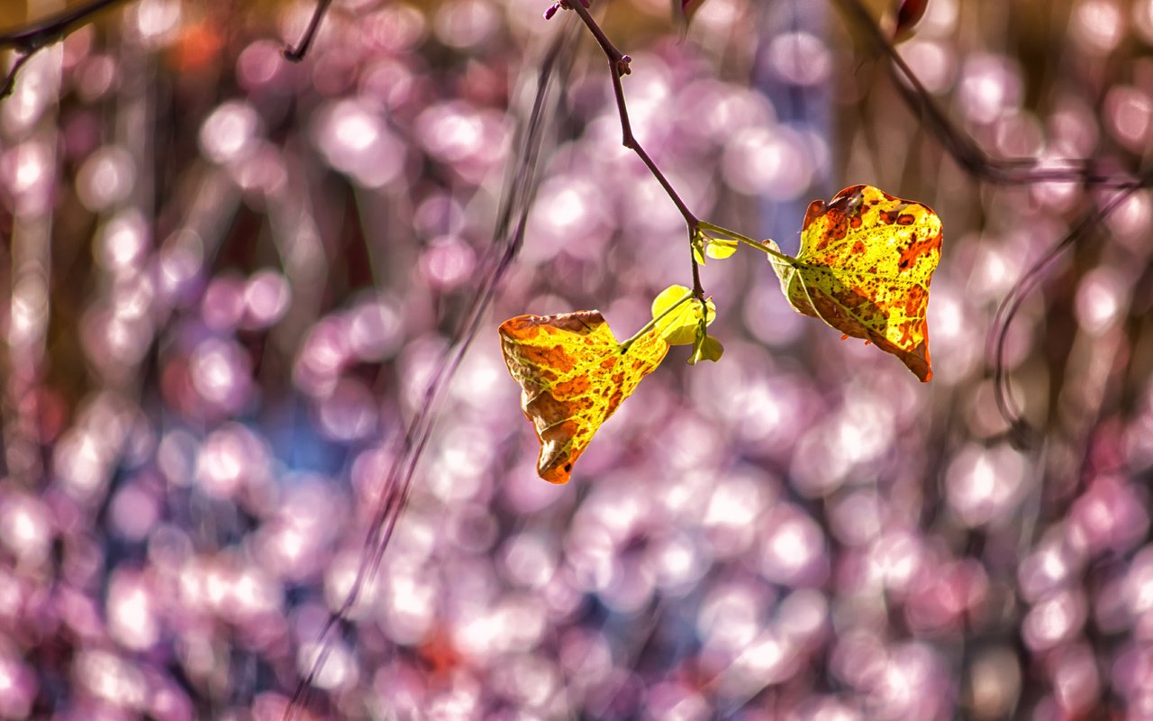 Обои природа, листья, ветки, осень, блики, theophilos papadopoulos, nature, leaves, branches, autumn, glare разрешение 6000x4000 Загрузить