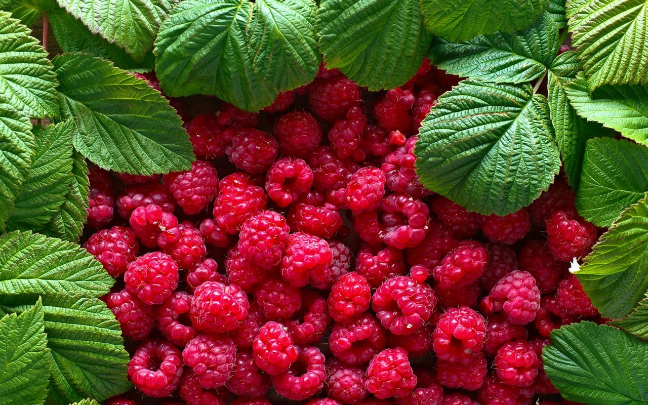 Обои листья, малина, ягоды, leaves, raspberry, berries разрешение 2880x1920 Загрузить