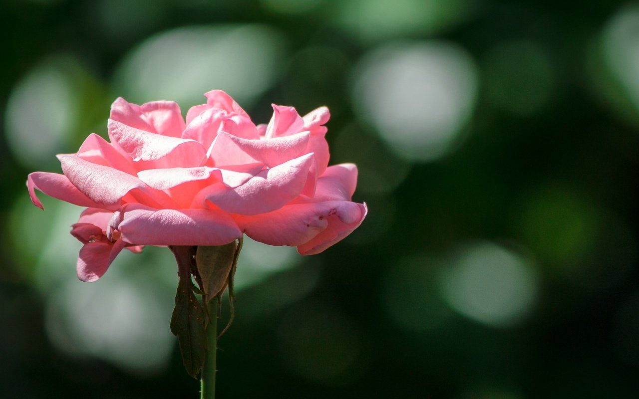 Обои цветок, роза, лепестки, боке, розовая роза, крупным планом, flower, rose, petals, bokeh, pink rose, closeup разрешение 2140x1427 Загрузить