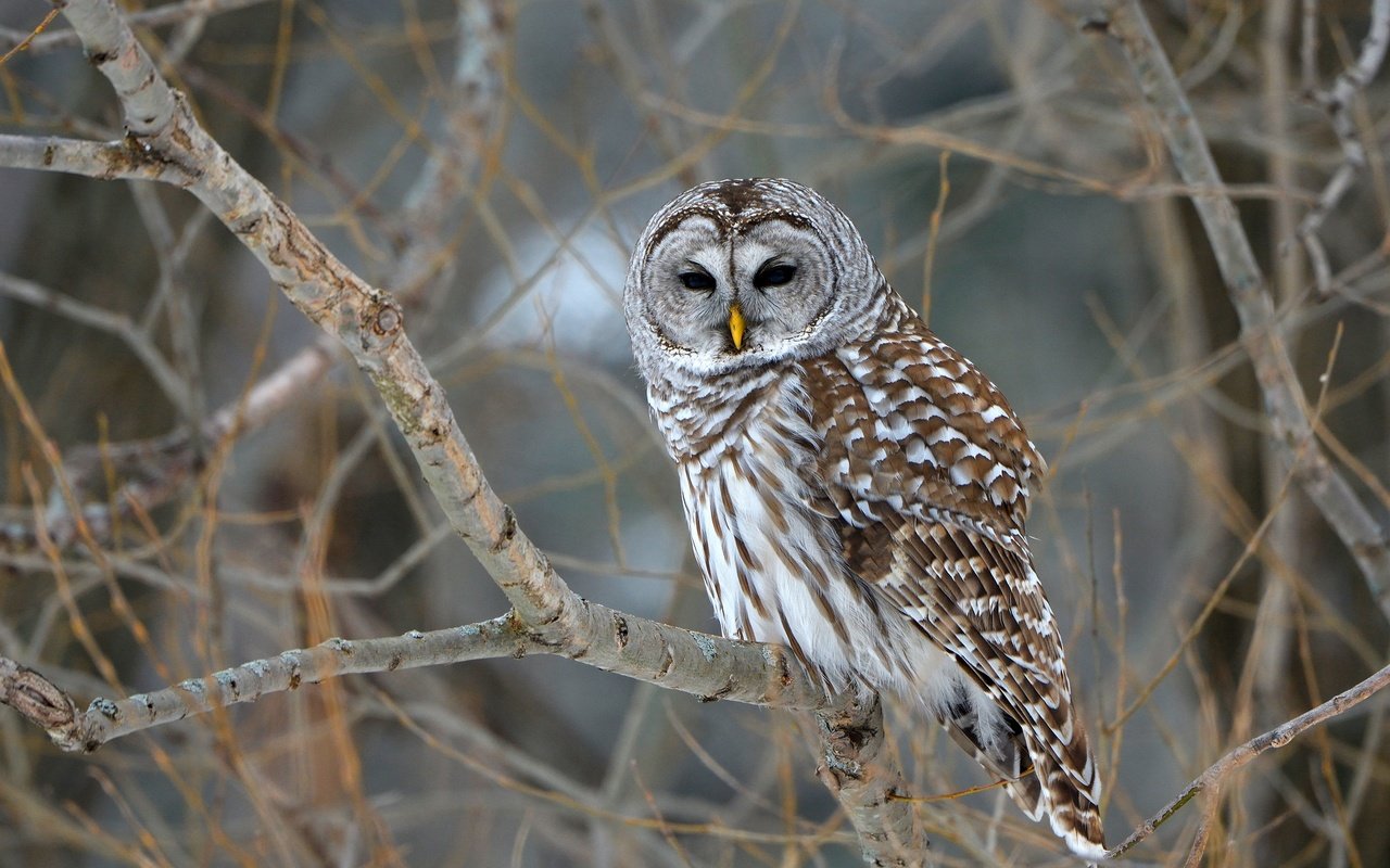 Обои деревья, сова, природа, ветки, птица, боке, неясыть, barred owl, trees, owl, nature, branches, bird, bokeh разрешение 2048x1294 Загрузить