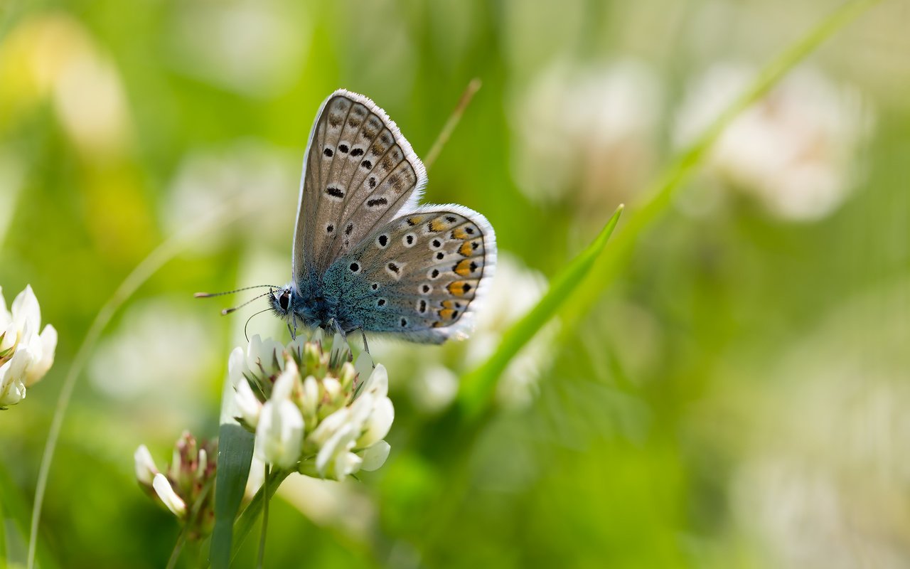 Обои природа, макро, бабочка, насекомые, боке, крупным планом, голубянка, nature, macro, butterfly, insects, bokeh, closeup, blue разрешение 2304x1536 Загрузить