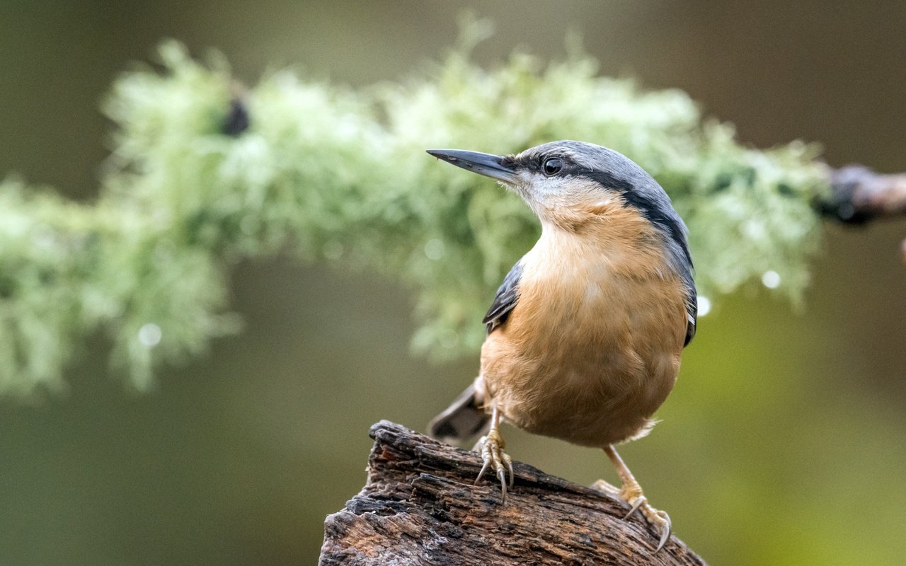 Обои птица, коряга, боке, поползень, bird, snag, bokeh, nuthatch разрешение 2112x1188 Загрузить