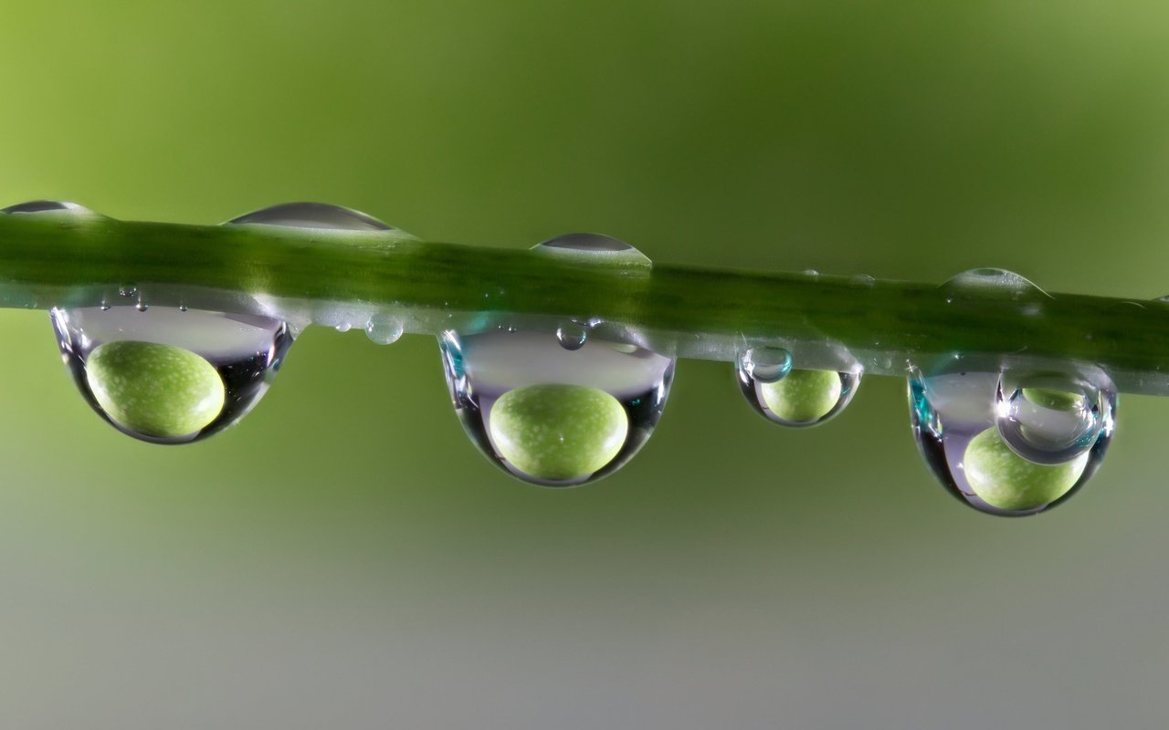 Обои вода, макро, отражение, капли, стебель, water, macro, reflection, drops, stem разрешение 3840x2160 Загрузить