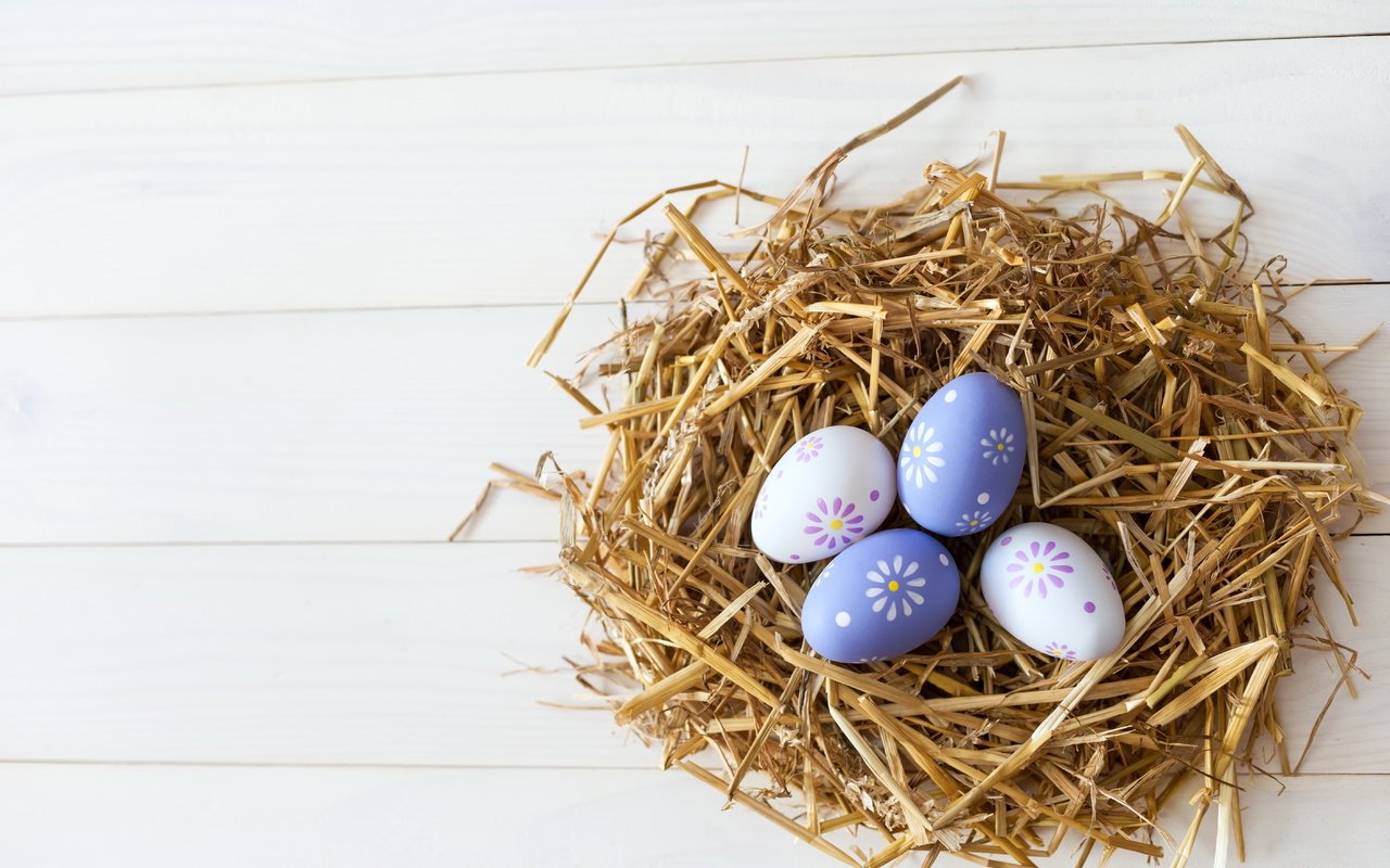 Обои пасха, солома, гнездо, яйца крашеные, easter, straw, socket, the painted eggs разрешение 5616x3744 Загрузить