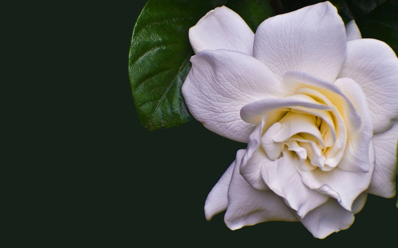 Обои белая, камелия, white, camellia разрешение 2880x1620 Загрузить
