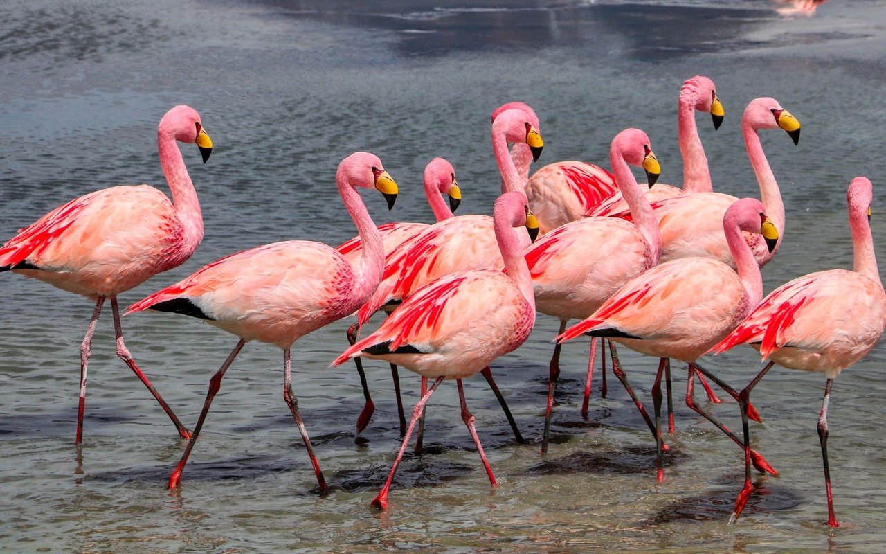 Обои берег, фламинго, водоем, птицы, много, стая, розовый фламинго, shore, flamingo, pond, birds, a lot, pack, pink flamingos разрешение 2000x1332 Загрузить