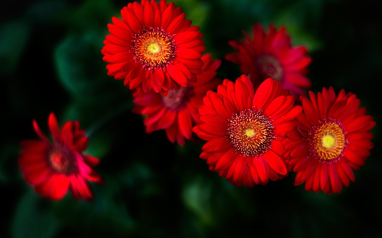 Обои красные, герберы, алые, red, gerbera, al разрешение 5568x3712 Загрузить