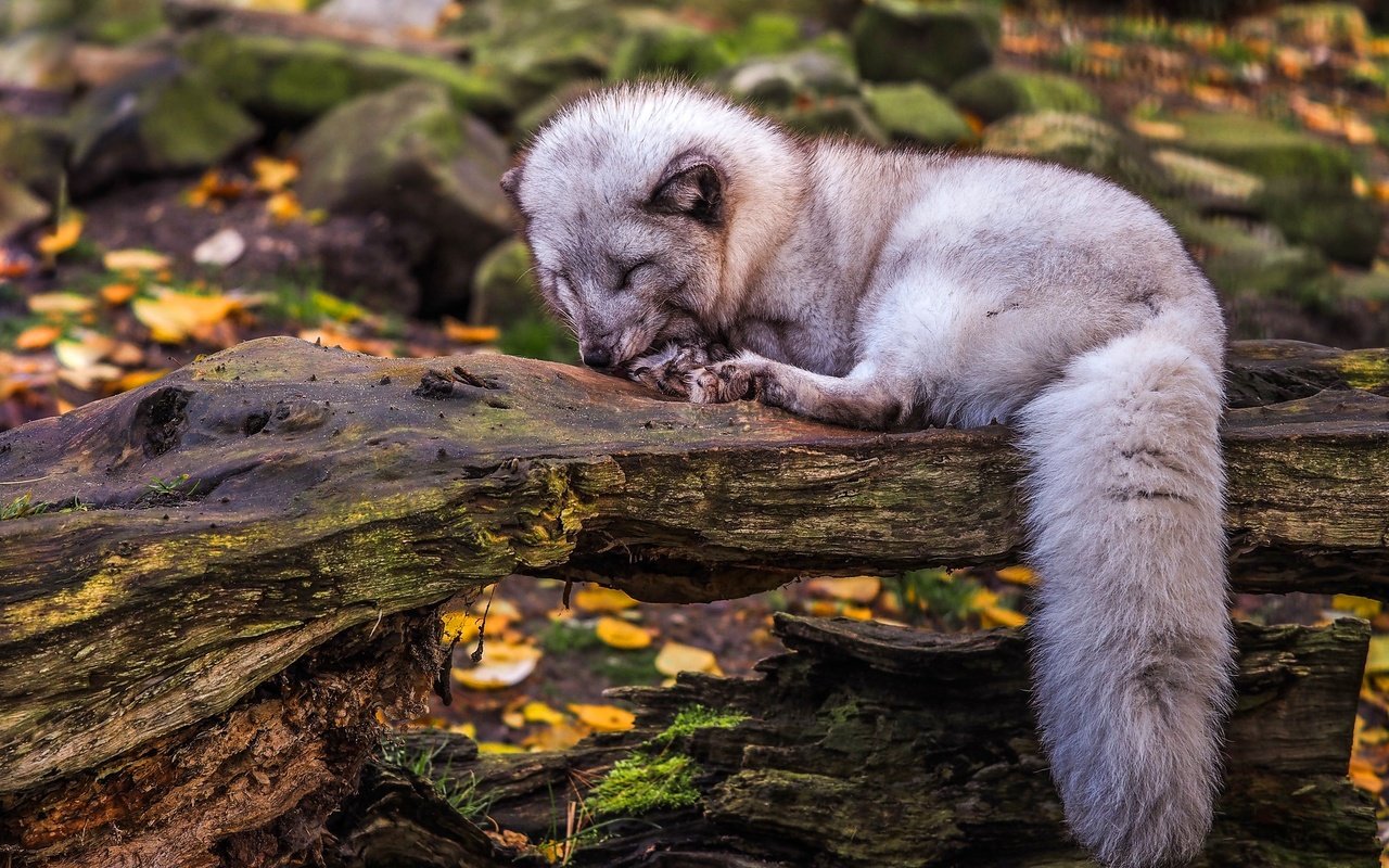 Обои листва, осень, сон, лежит, спит, коряга, песец, foliage, autumn, sleep, lies, sleeping, snag, fox разрешение 2048x1366 Загрузить