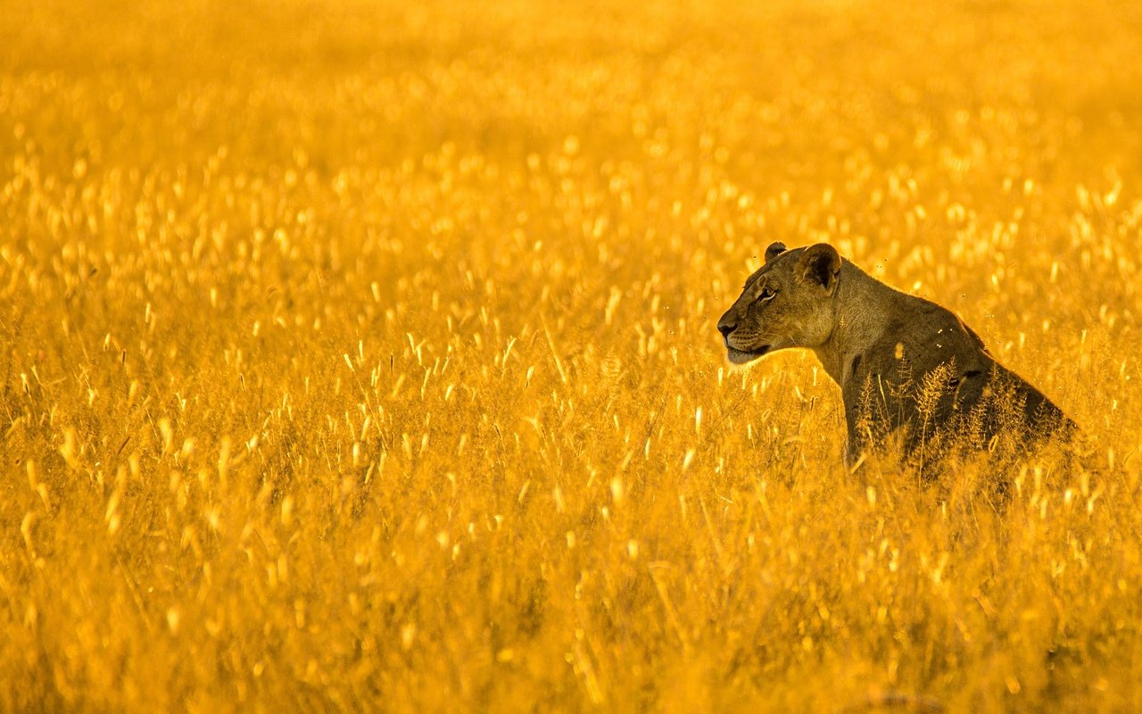 Обои морда, поле, колосья, львица, face, field, ears, lioness разрешение 2880x1620 Загрузить