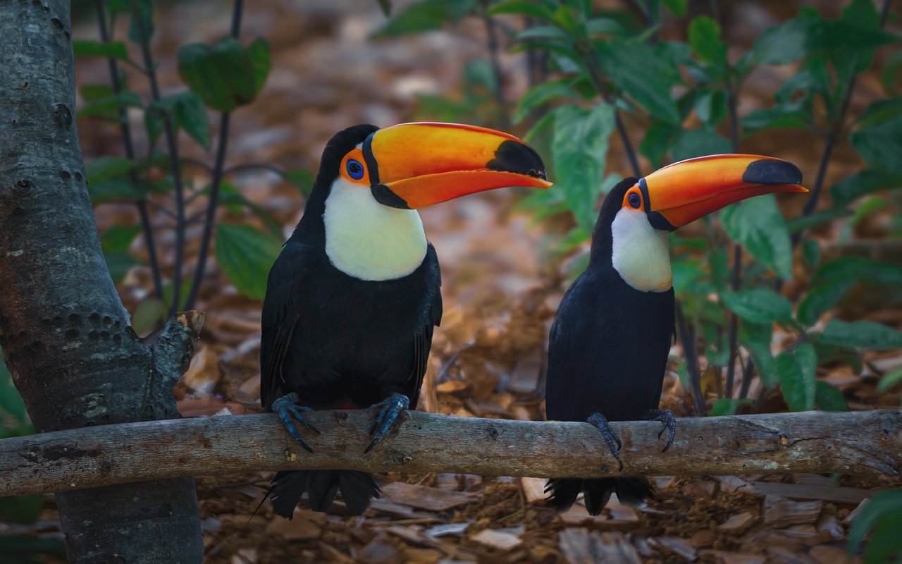 Обои ветка, природа, дерево, птицы, тукан, боке, branch, nature, tree, birds, toucan, bokeh разрешение 7146x4134 Загрузить