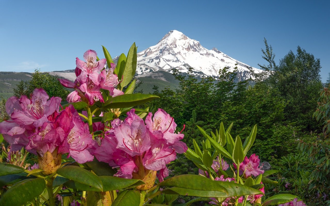 Обои цветы, горы, розовые, азалия, рододендроны, flowers, mountains, pink, azalea, rhododendrons разрешение 2048x1361 Загрузить