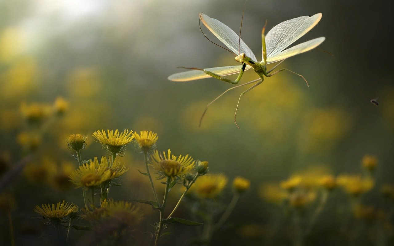 Обои цветы, природа, макро, насекомое, богомол, roberto aldrovandi, flowers, nature, macro, insect, mantis разрешение 2000x1334 Загрузить