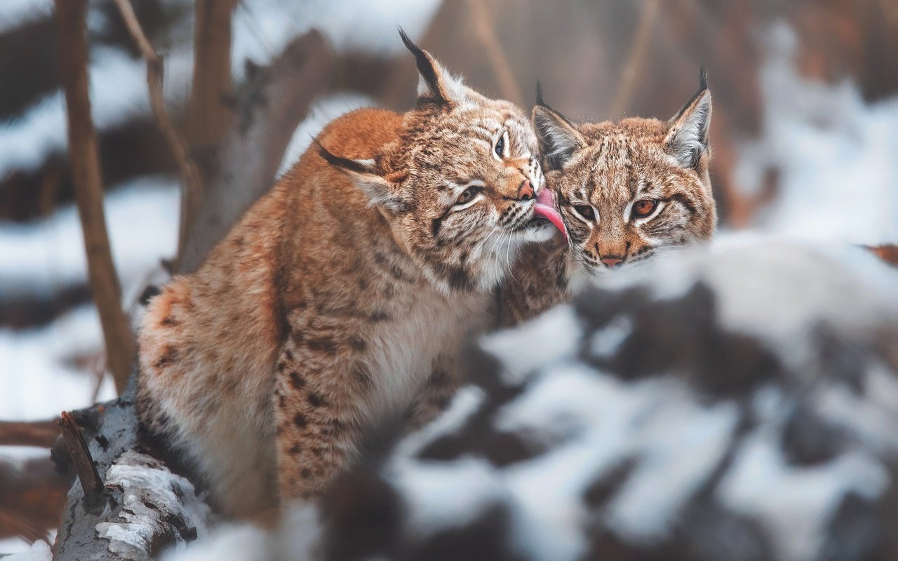 Обои снег, зима, рысь, камень, язык, морды, рыси, рысёнок, snow, winter, lynx, stone, language, muzzle, a small lynx разрешение 2000x1336 Загрузить