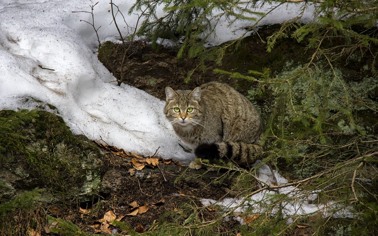 Обои морда, дикий кот, снег, лесной кот, листья, хвоя, зима, кот, ветки, кошка, взгляд, look, face, wild cat, snow, wildcat, leaves, needles, winter, cat, branches разрешение 2000x1333 Загрузить