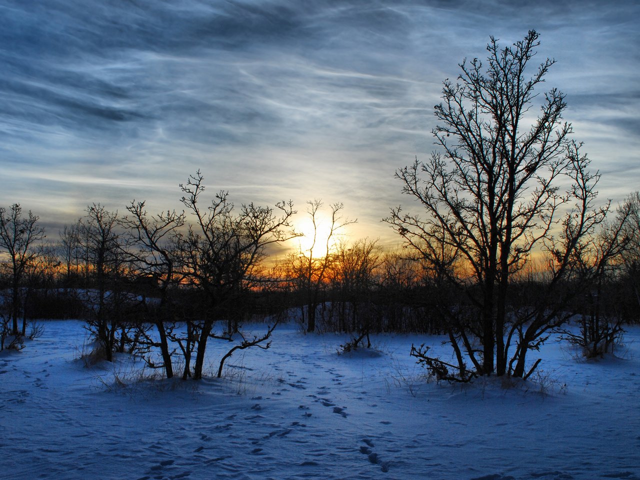 Обои деревья, вечер, снег, природа, закат, зима, пейзаж, мороз, trees, the evening, snow, nature, sunset, winter, landscape, frost разрешение 2560x1600 Загрузить