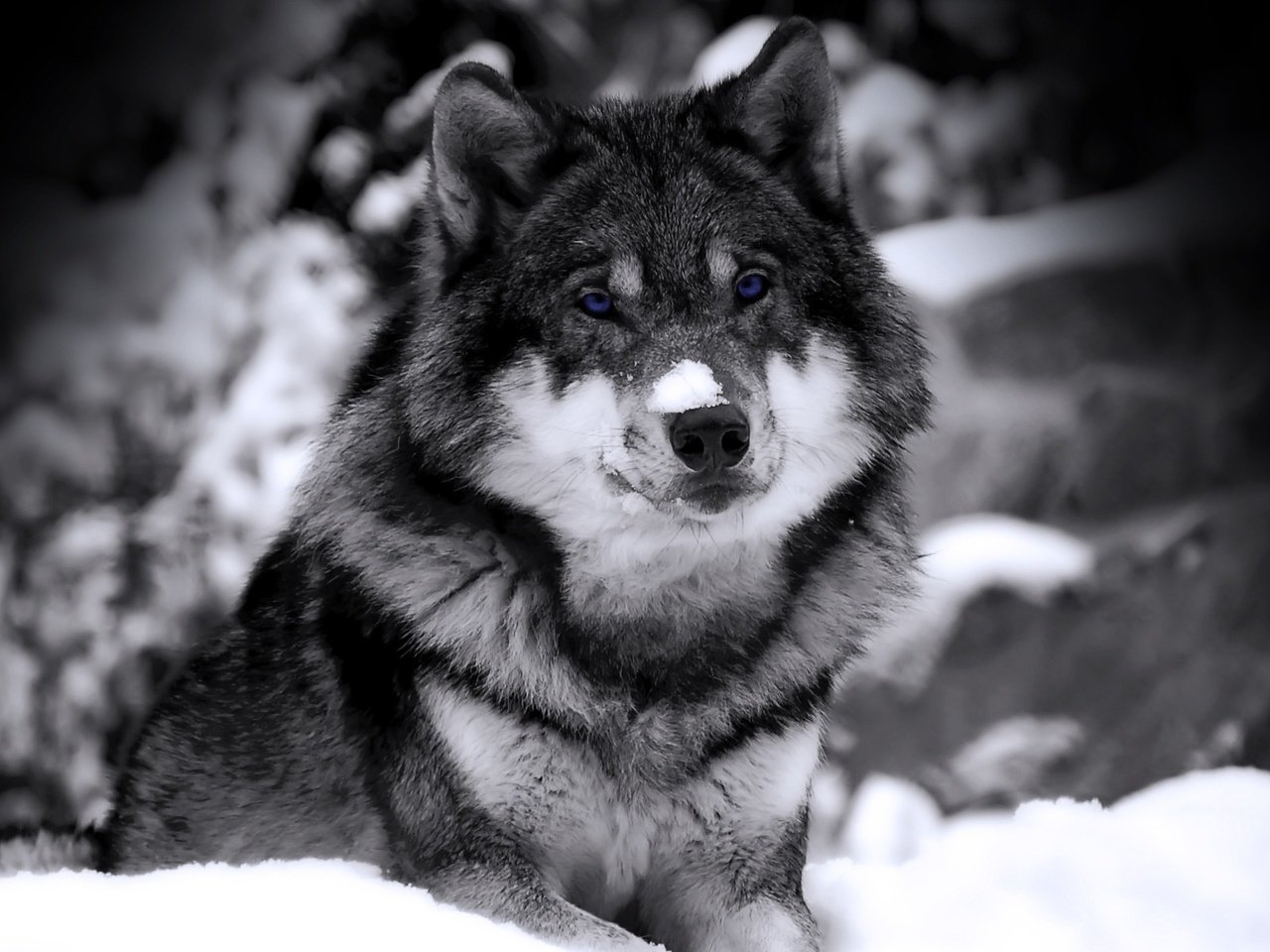 Обои снег, зима, взгляд, хищник, чб, зверь, волк, snow, winter, look, predator, bw, beast, wolf разрешение 1920x1200 Загрузить