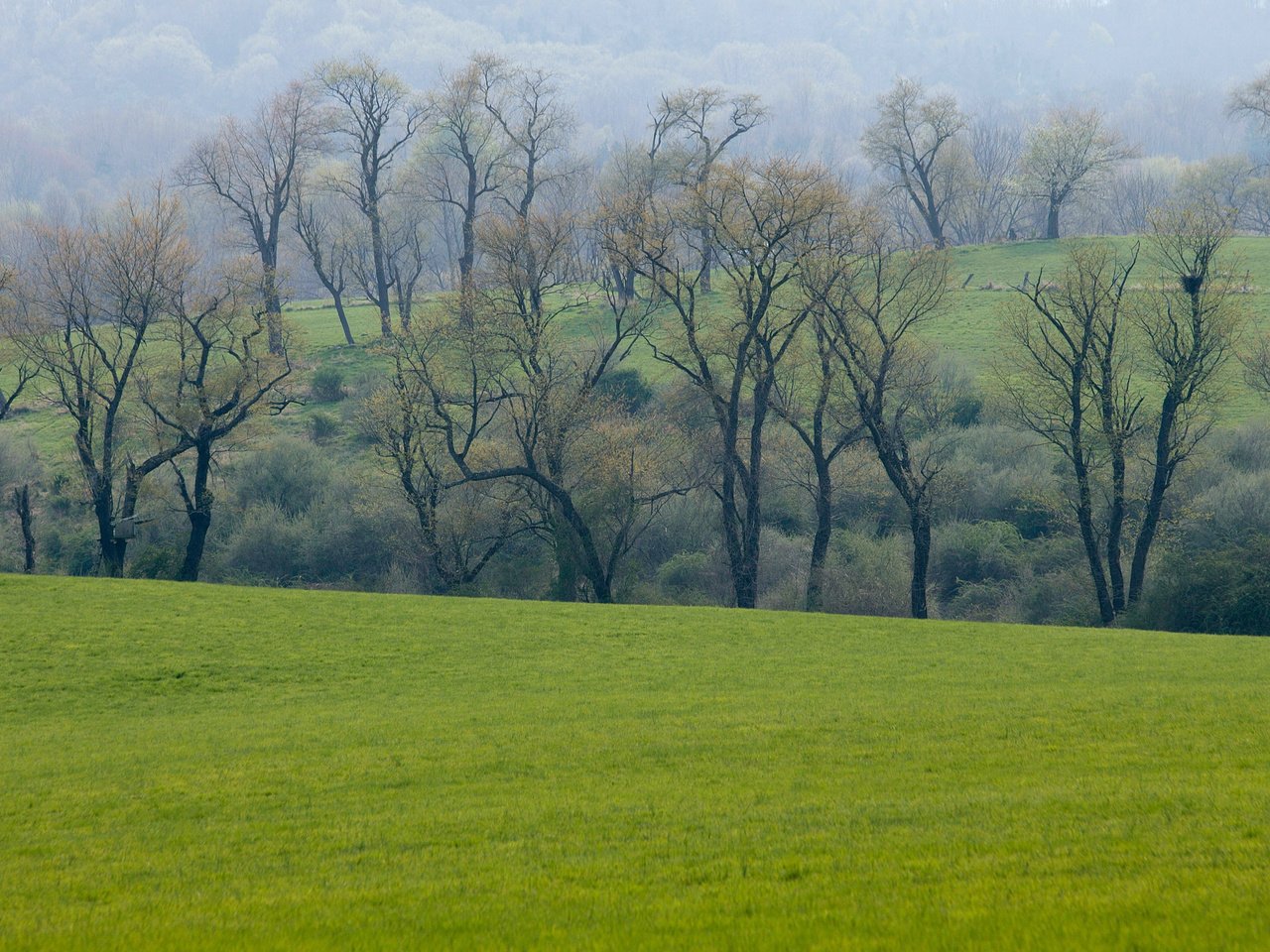 Обои трава, деревья, зелень, лес, поле, луг, весна, grass, trees, greens, forest, field, meadow, spring разрешение 2560x1600 Загрузить