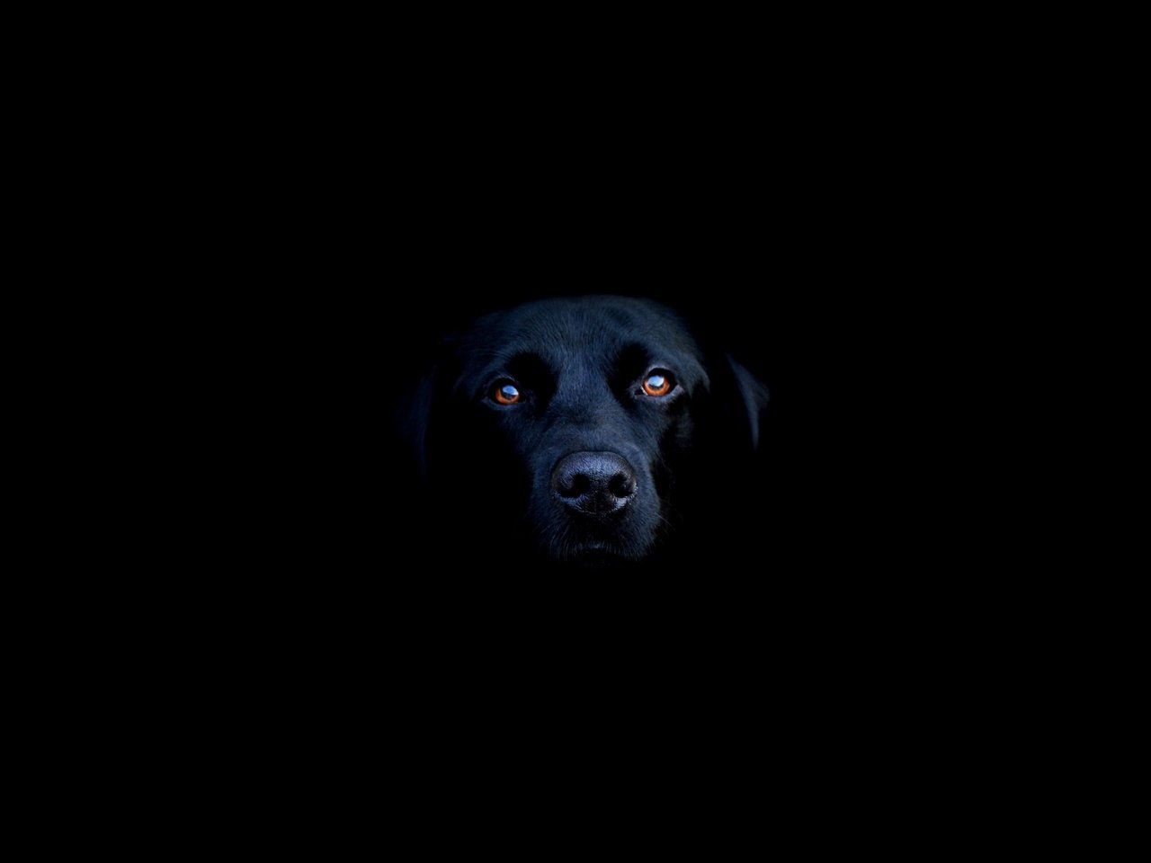 Обои морда, черный, собака, лабрадор, лабрадор-ретривер, face, black, dog, labrador, labrador retriever разрешение 2560x1600 Загрузить